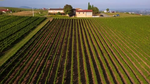 Aerial front view of vineyard field before harvesting season Stock Footage 164593673