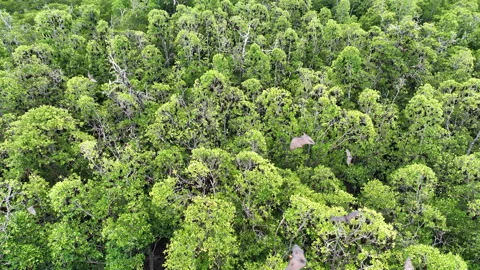 Aerial of Fruit Bats Flying Over a Remote Mangrove Forest 動画素材 220144943