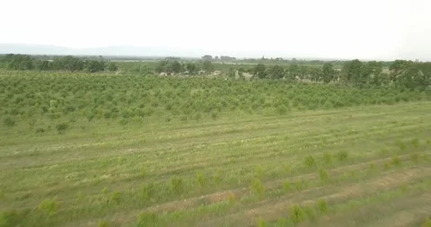 Aerial fruit garden. Apple trees. Cherry trees. garden, Plantation agriculture Stock Footage 160209899