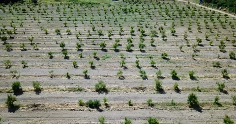 Aerial fruit garden. Apple trees. Cherry trees. garden, Plantation agriculture Stock Footage 160210523