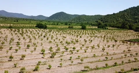 Aerial fruit garden. Apple trees. Cherry trees. garden, Plantation agriculture Stock Footage 160211361