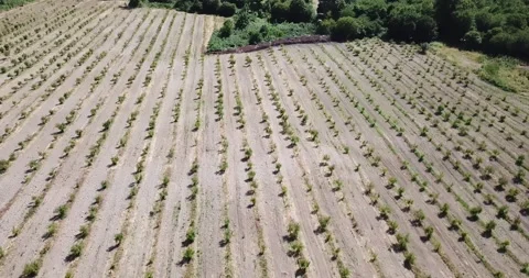 Aerial fruit garden. Apple trees. Cherry trees. garden, Plantation agriculture Stock Footage 160211655