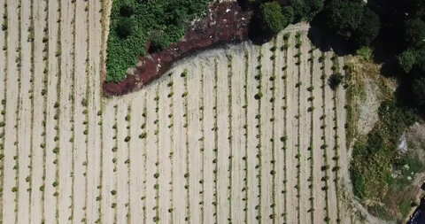 Aerial fruit garden. Apple trees. Cherry trees. garden, Plantation agriculture Stock Footage 160212090