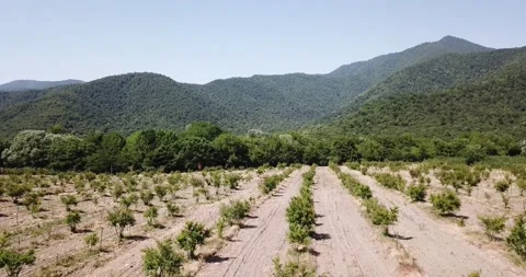 Aerial fruit garden. Apple trees. Cherry trees. garden, Plantation agriculture Stock Footage 160212112