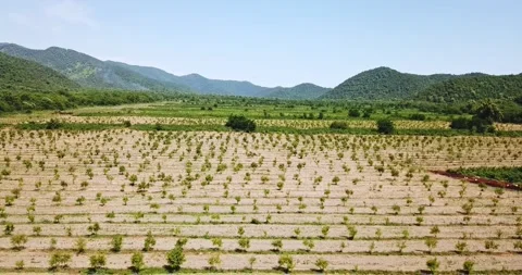 Aerial fruit garden. Apple trees. Cherry trees. garden, Plantation agriculture Stock Footage 160212134