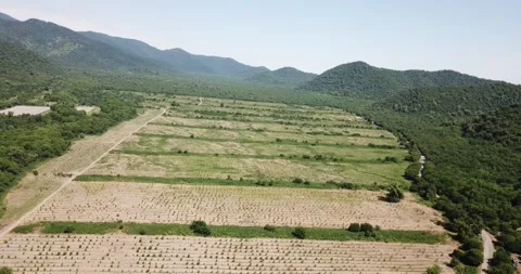 Aerial fruit garden. Apple trees. Cherry trees. garden, Plantation agriculture Stock Footage 160212194