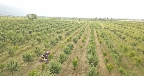 Aerial fruit garden. Apple trees. Cherry trees. garden, Plantation agriculture Stock Footage 160212289
