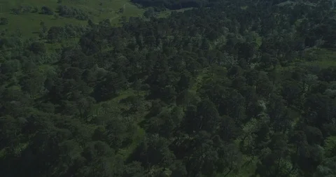 Aerial gently tilting down over native Scots Pine forest Coille Coire Chuilc - 스톡 동영상 115501037