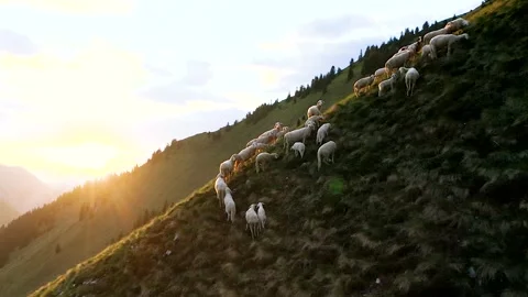 Aerial Getting Close to The Herd Of Sheep, Grazing on Steep Slope of The Golica. Stock Footage 231664648