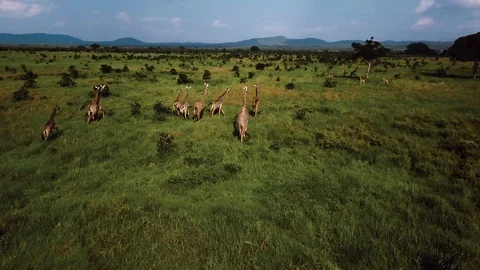 AERIAL: Giraffes in Tanzania safari Mikumi Stock Footage