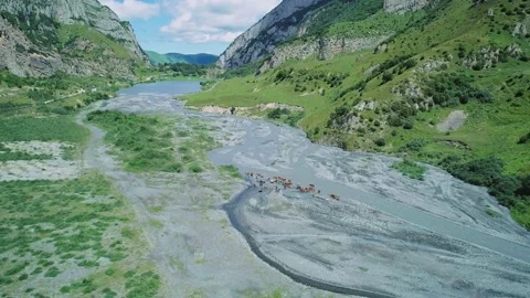 Aerial of Gizeldon river valley and herd of cows in the region of North Ossetia Stock-Footage 209143269