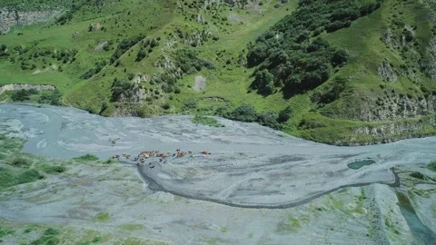 Aerial of Gizeldon river valley and herd of cows in the region of North Ossetia Vídeo Stock 209143271