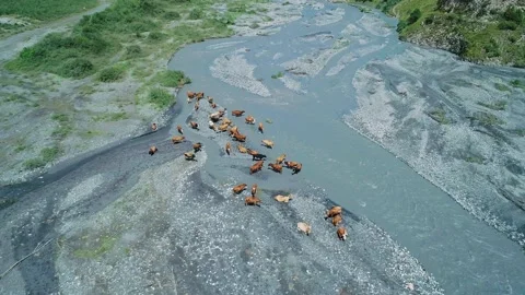 Aerial of Gizeldon river valley and herd of cows in the region of North Ossetia Stock Footage 209143588