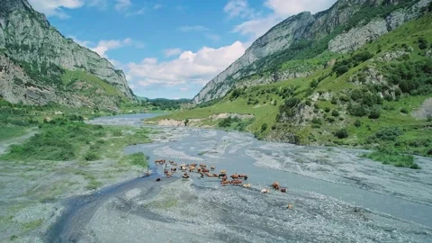 Aerial of Gizeldon river valley and herd of cows in the region of North Ossetia Stock-Footage 209143608