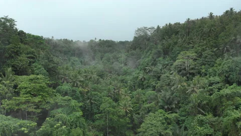 Aerial glide through the dense rainforest of Ubud Stock Footage 235094054
