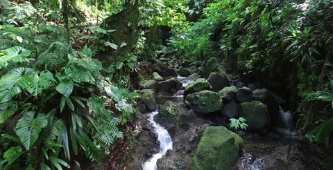 Aerial gliding through the circle of canopy upriver towards a waterfall Vídeos de archivo 69980231