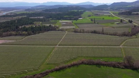 Aerial glimpse of orchard lines under spring sky Stock Footage 307316648