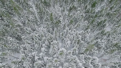 Aerial glimpse of Swedish winter forests Stock Footage 293729389