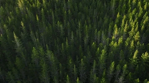Aerial: Golden sunset light touching pine forest tree tops Stock Footage 230734470