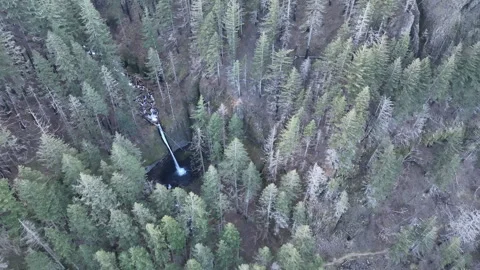 Aerial of the Gorgeous Ponytail Falls Surrounded by Forest in Oregon Stock Footage 300204953