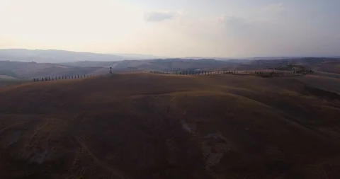Aerial, gorgeous view on plowed fields landscape and rows of cypress trees in Stock Footage 98811669