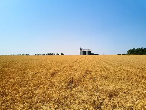 Aerial of grain elevator in front of wheat field. Drone camera above flour or Stock Photos