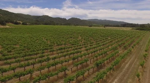 Aerial Grape field, farm Stock Footage 64836610
