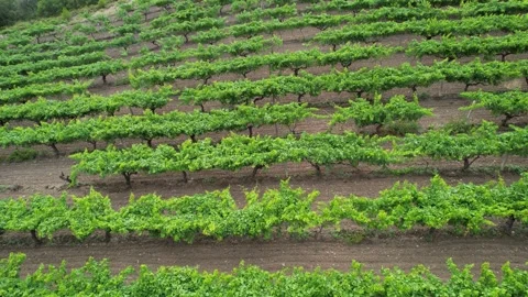 Aerial grape field Stock Footage 203034404