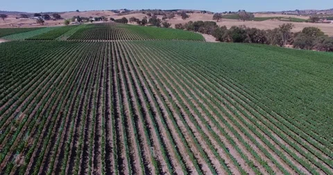 Aerial Grape fields and vineyards . Wine production. Food Industry. Stock Footage 52599063