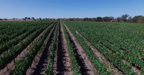 Aerial Grape fields and vineyards . Wine production. Food Industry. Stock Footage 52599383