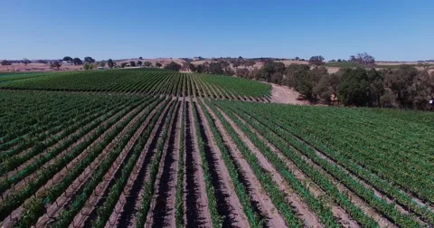 Aerial Grape fields and vineyards . Wine production. Food Industry. Stock Footage 52599516