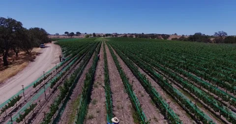 Aerial Grape fields and vineyards . Wine production. Food Industry. Stock Footage 52600109