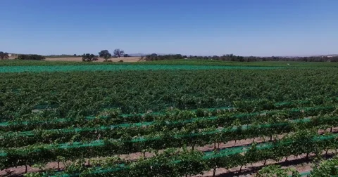 Aerial Grape fields and vineyards . Wine production. Food Industry. Stock Footage 52600575