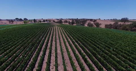 Aerial Grape fields and vineyards . Wine production. Food Industry. Stock Footage 52601950