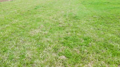 Aerial grass green patch background for natural surface with fresh vegetation Stock Footage 333499019