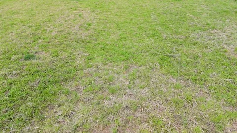 Aerial grass patch texture top view for natural background with uneven green and Stock Footage 333498912