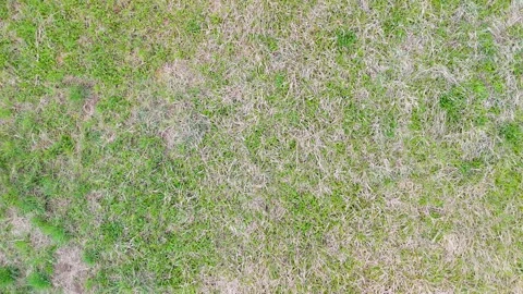 Aerial grass texture background top view for natural surface concept with uneven Stock Footage 333498689