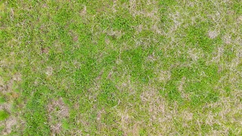Aerial grass texture top view for natural background with mixed green and dry Stock Footage 333498749