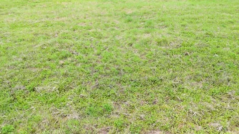 Aerial grass uniform texture background for natural surface with green Stock Footage 333498958