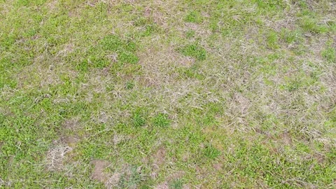 Aerial grass worn texture background for natural surface with sparse vegetation Stock Footage 333498835
