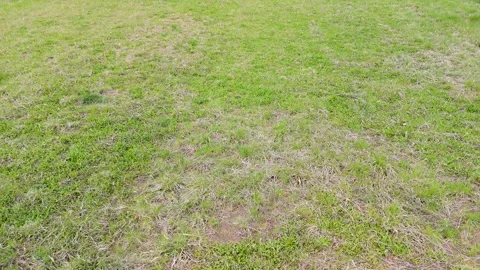 Aerial grass worn texture background for natural surface with sparse vegetation Stock Footage 333498939