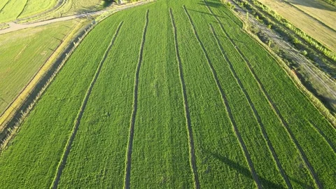 Aerial green fields Video stock 240744581
