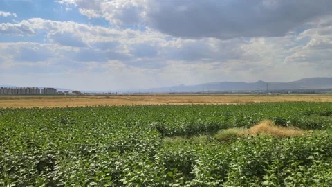 Aerial green fields Stock-Footage 240748902