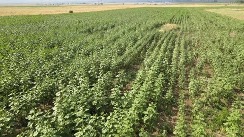 Aerial green fields Stock Footage 240750140