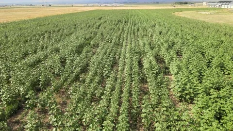 Aerial green fields Stock Footage 240750290