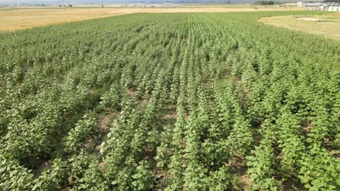 Aerial green fields Stock Footage 240750478