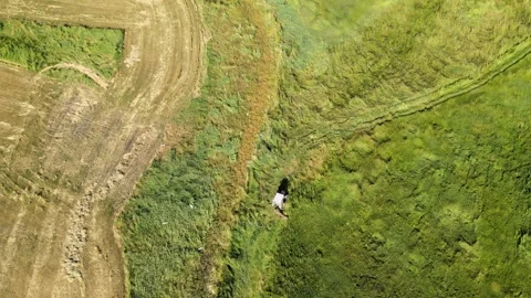 Aerial green fields Stock Footage 240751253