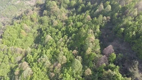 Aerial green forest Video stock 185657549