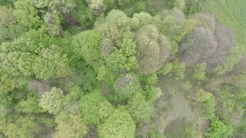 Aerial green forest Stock Footage 188545212