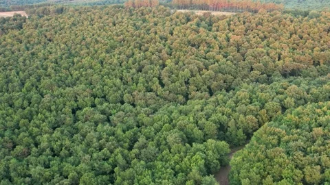 Aerial green forest Stock Footage 201884608
